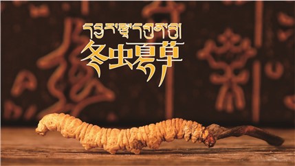 那曲新鮮冬蟲夏草什么時候采挖？